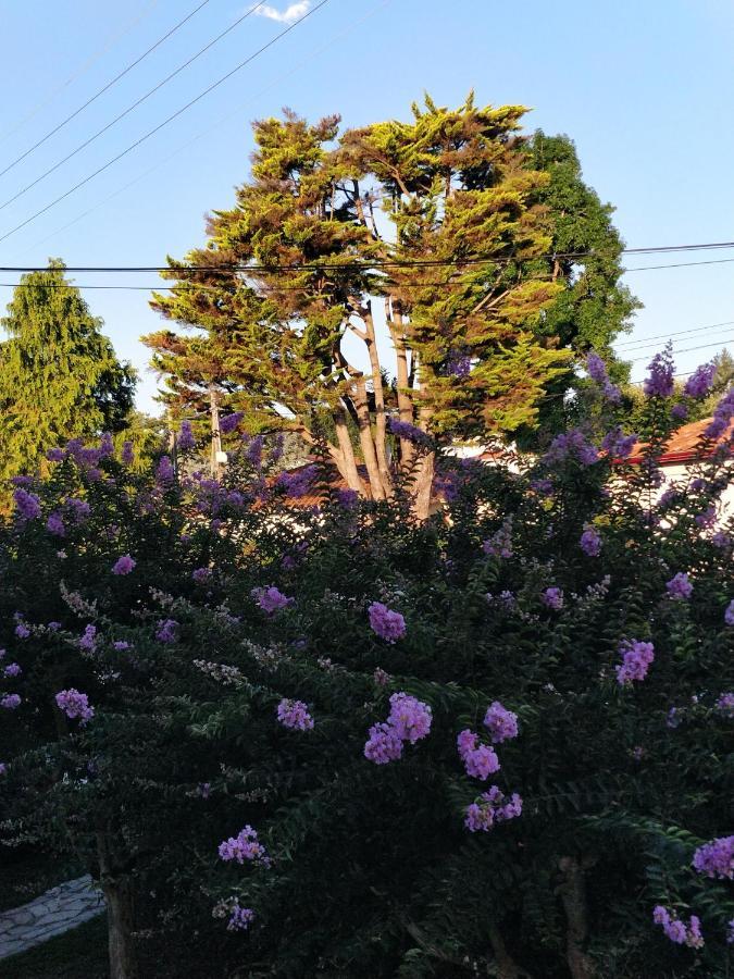 T1 Ou T2 Dans Villa Avec Jardin Proche Biarritz Anglet Eksteriør billede